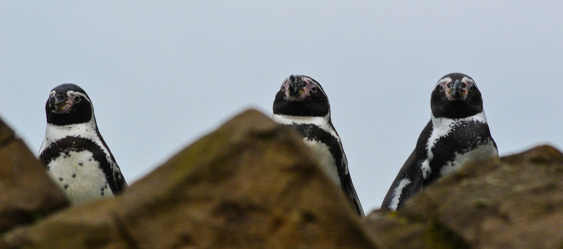 Low angle view of penguin perching against sky