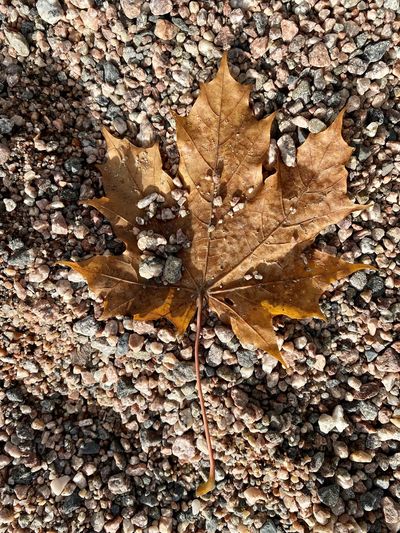 High angle view of maple leaves on pebbles