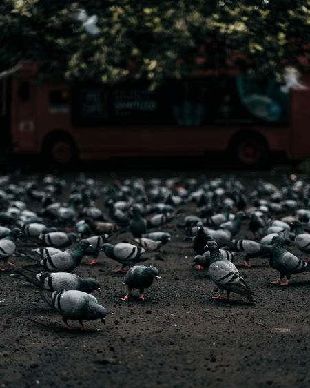 Flock of pigeons perching on land