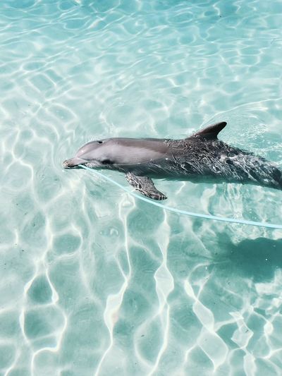 High angle view of dolphin in swimming pool