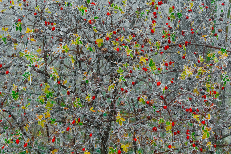 Full frame shot of berries on tree