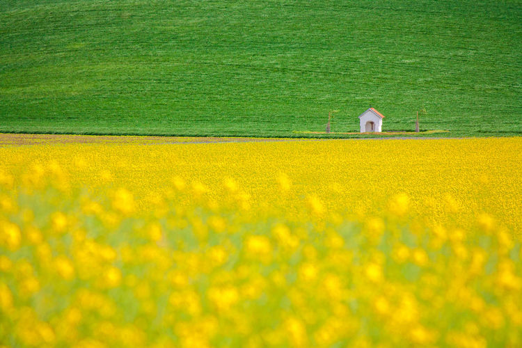 Scenic view of yellow flower field