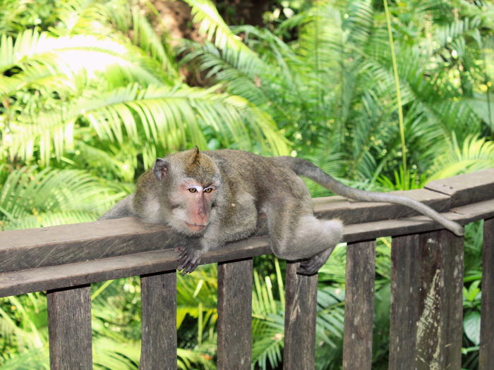 Balinese long-tailed macaque in sacred ubud monkey forest