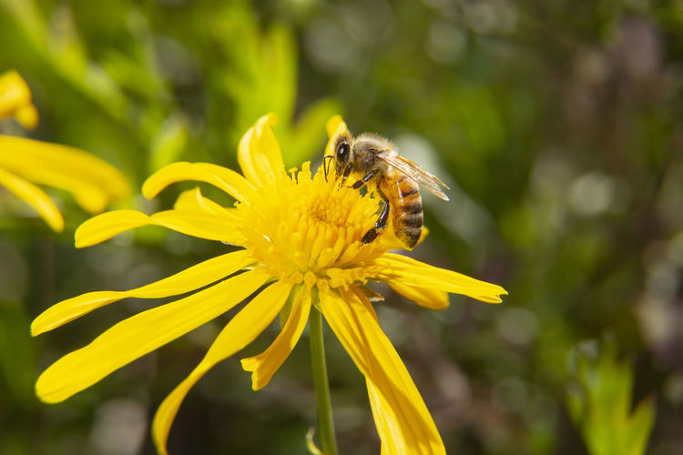 Honey bee pollinating on yellow flower