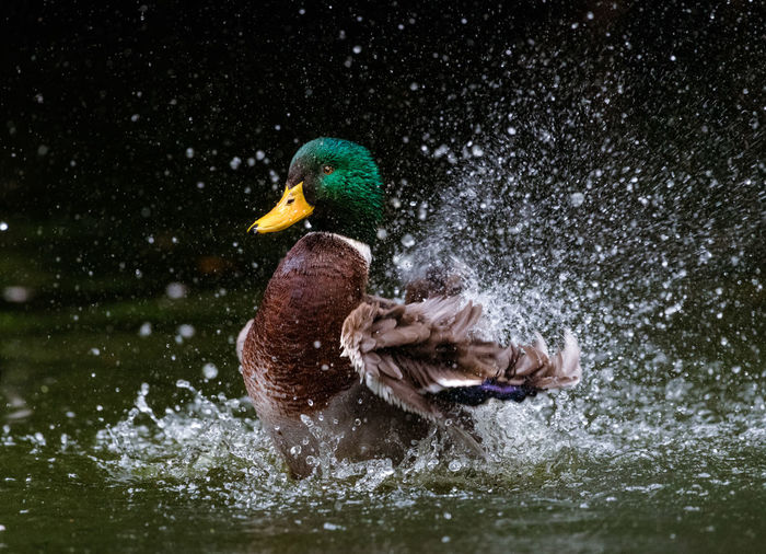 Side view of a duck in water
