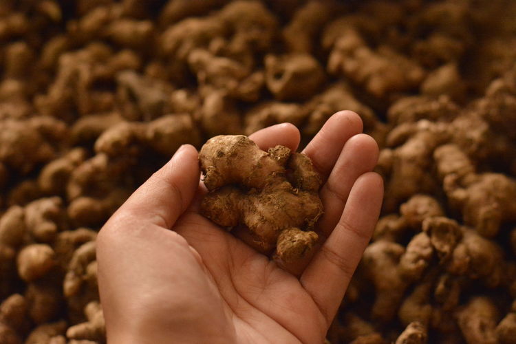 Close-up of hand holding food