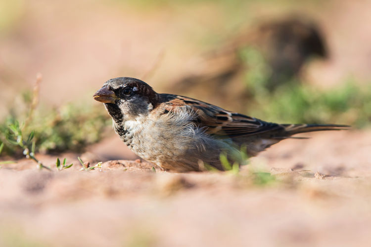 House sparrow, passer domesticus in environment.