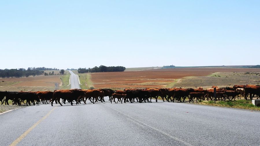 Cattle crossing road against clear sky in africa