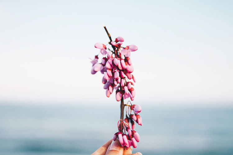 Close-up of hand holding pink flowers against sky