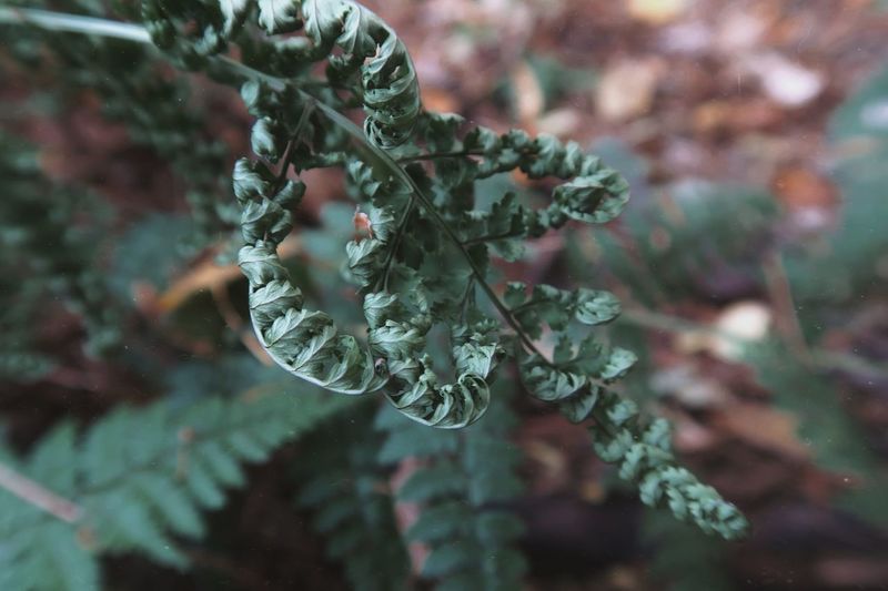 Dry fern in the forest 
