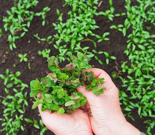 Women's hands hold the first spring sprouts of mint against the background of shoots 