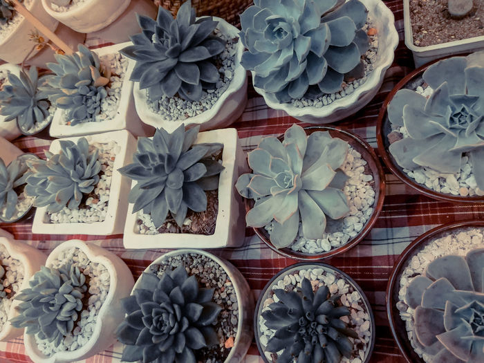 High angle view of various fruits for sale
