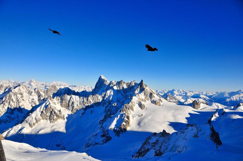 Birds flying over snowcapped mountains against clear blue sky