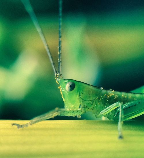 Macro shot of grasshopper on stem