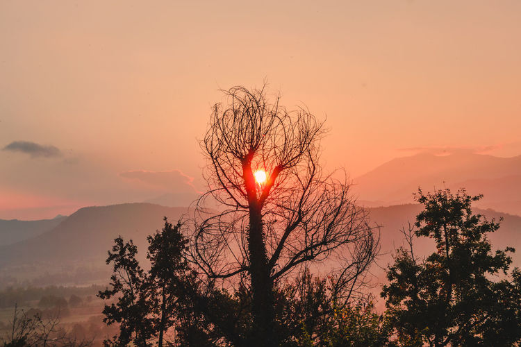 Silhouette tree against sky during sunrise
