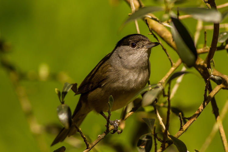 Close-up of bird perching on branch