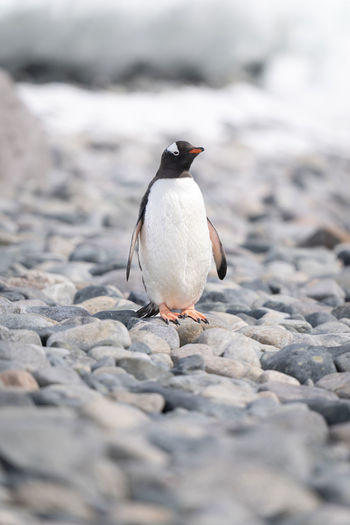 Gentoo penguin on shingle beach watching camera