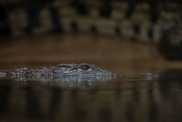 Close-up of crocodile in water