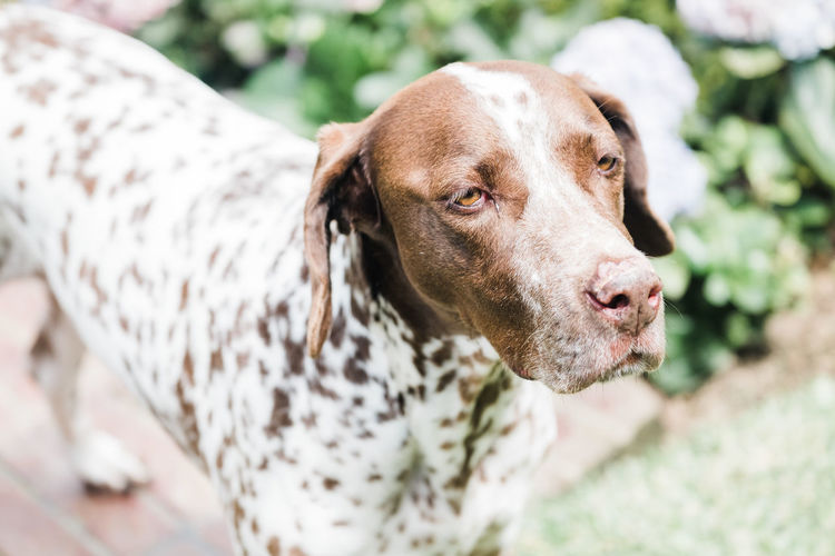 Portrait of a german shorthaired pointer