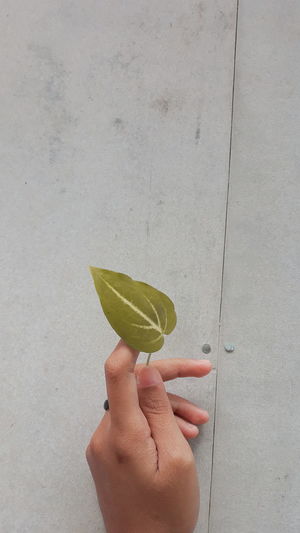 Midsection of woman holding leaves against wall