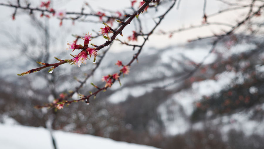 Close-up of cherry blossom tree