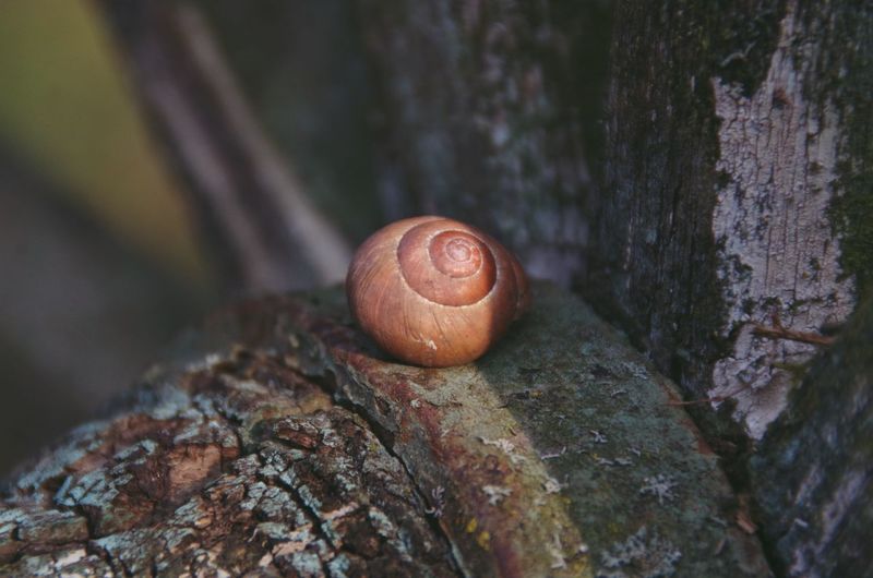 Close-up of snail