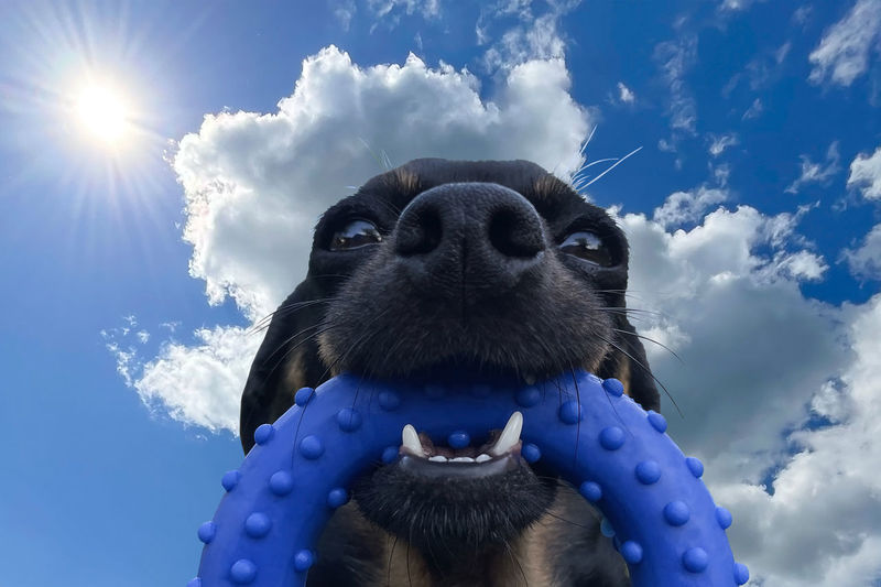 Low angle view of dog against blue sky