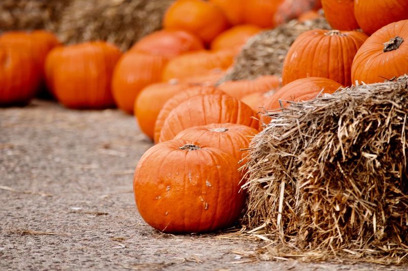 Close-up of pumpkins during autumn