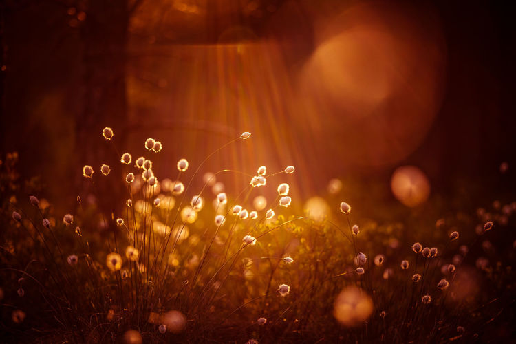 Beautiful white, fluffy cotton-grass heads in warm sunlight. wildflowers in the forest.