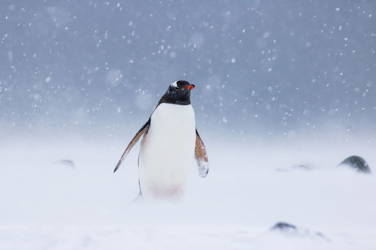 Gentoo penguin standing in a blizzard at yankee harbour, south shetland islands, antarctica.