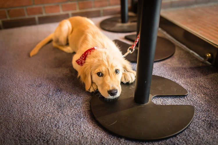 High angle view of golden retriever relaxing on floor