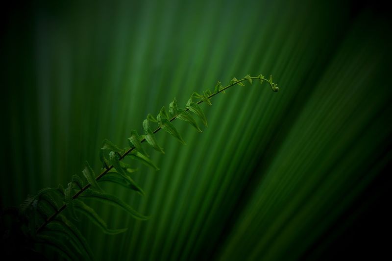green