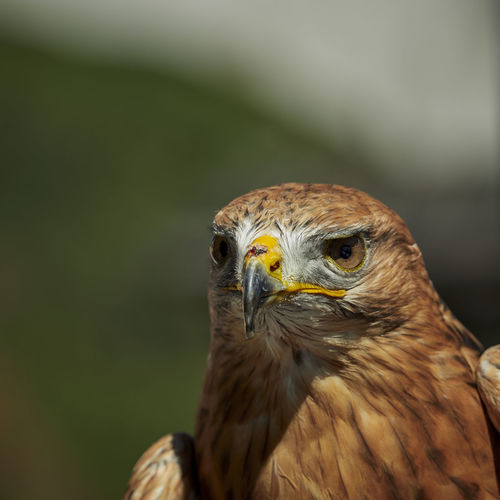 Close-up portrait of common buzzard