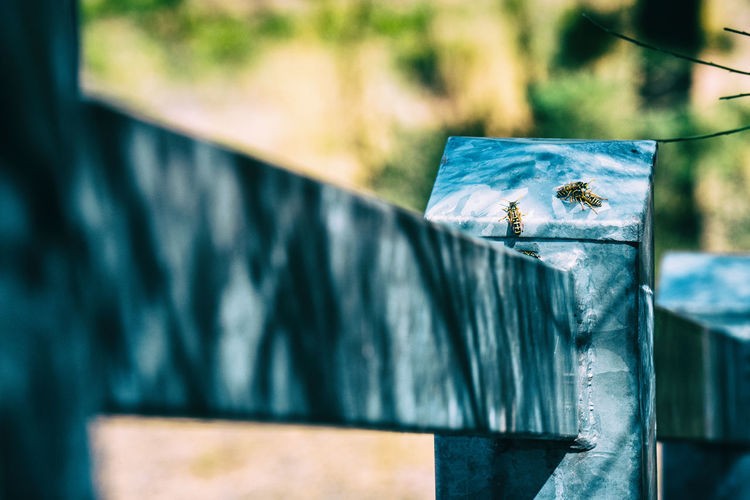 Wasp on an iron fence in summertime