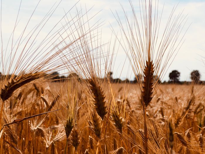 Close-up of wheat field against sky