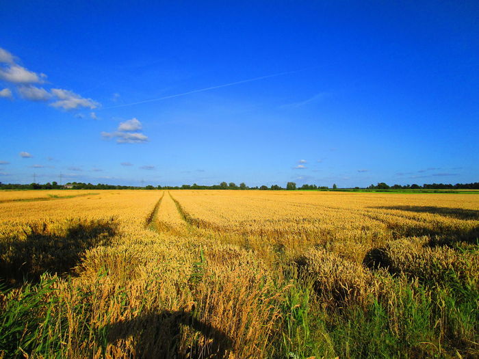 Scenic view of agricultural field against blue sky