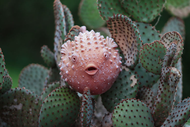 Puffer fish and cactus