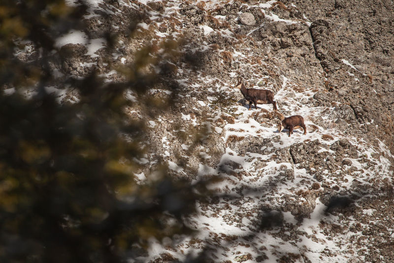 Chamois wild animals on the rocks from ceahlau mountain, romania.