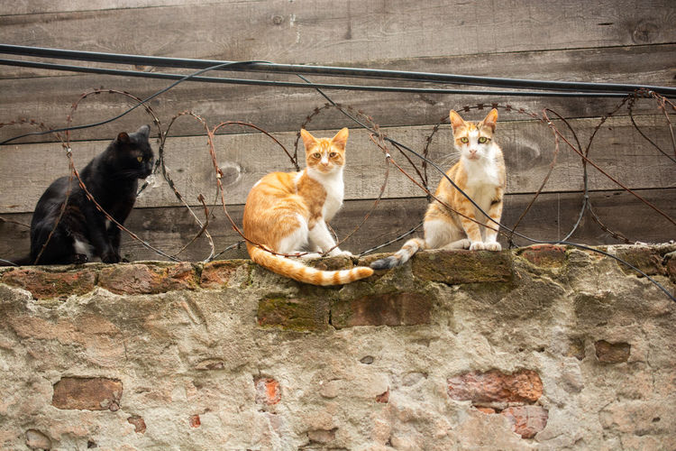 High angle view of cats sitting against wall