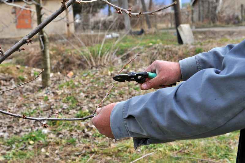 Cropped hands of man cutting branches outdoors