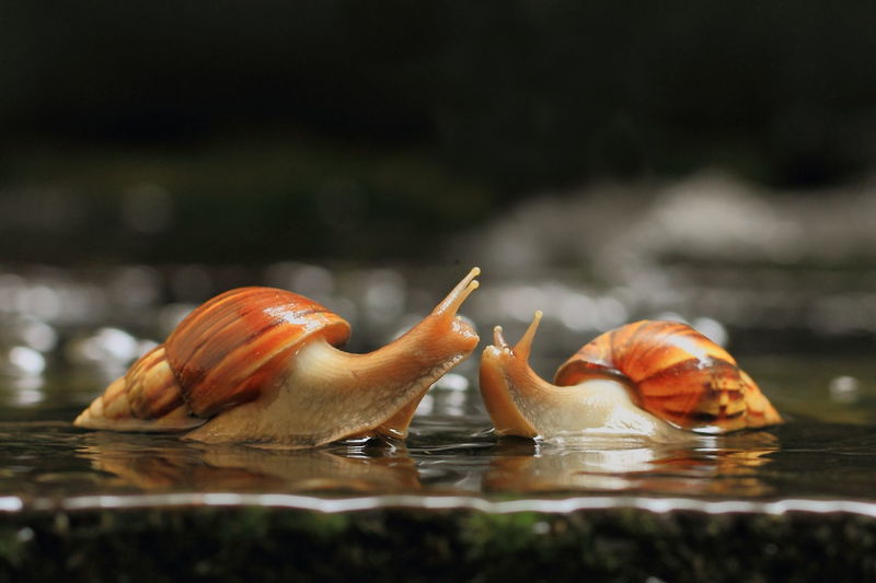 Snail on water