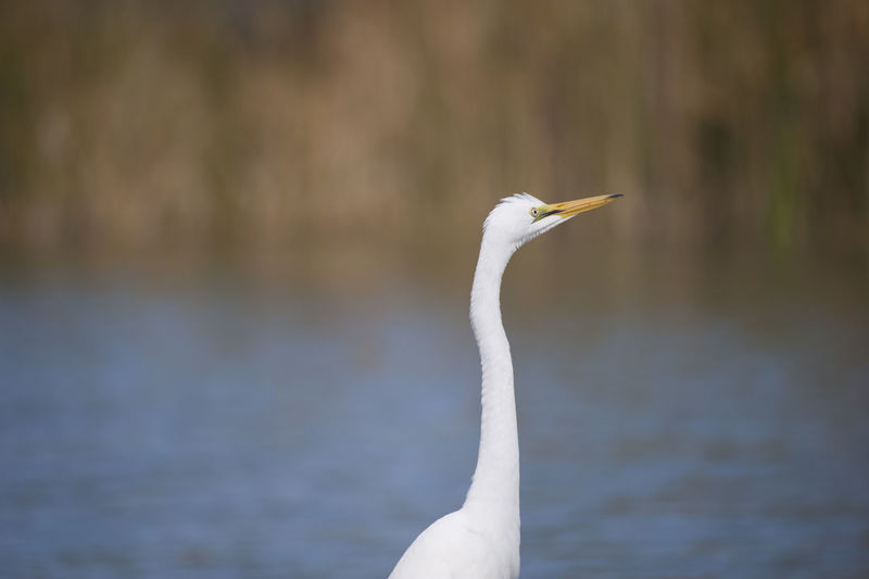 Close-up of seagull