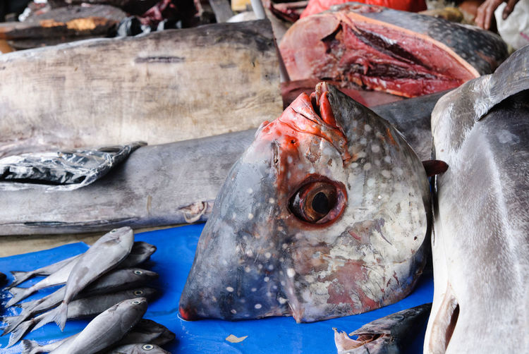 Fish in tomohon traditional market