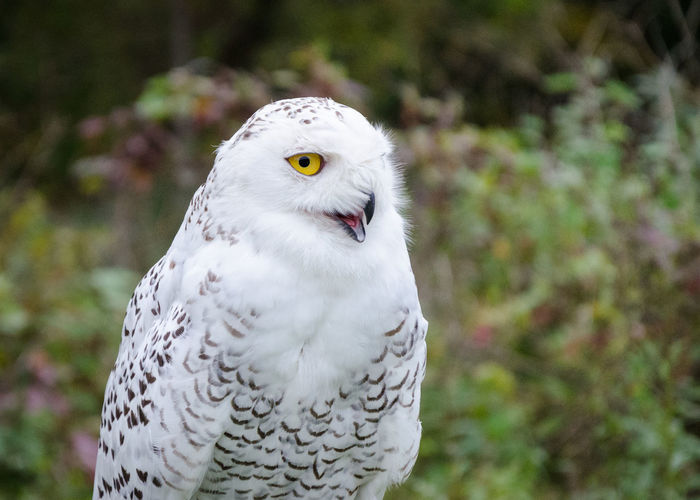 Close-up of owl perching outdoors