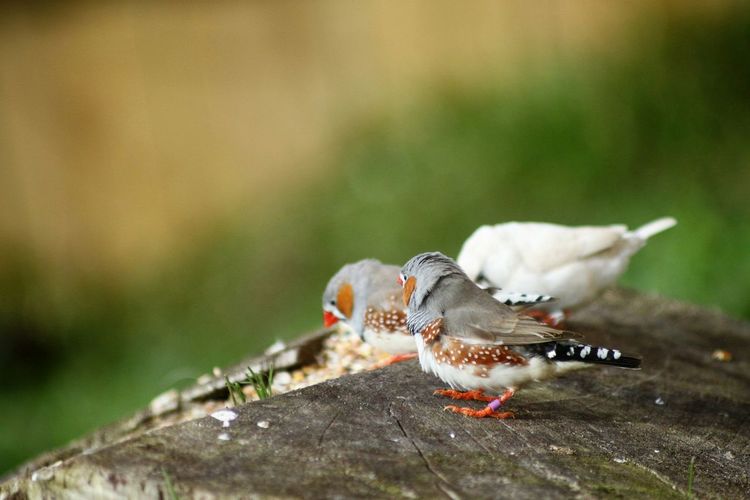 Close-up of zebra finches on wood
