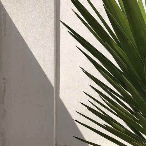 Close-up of palm tree against wall
