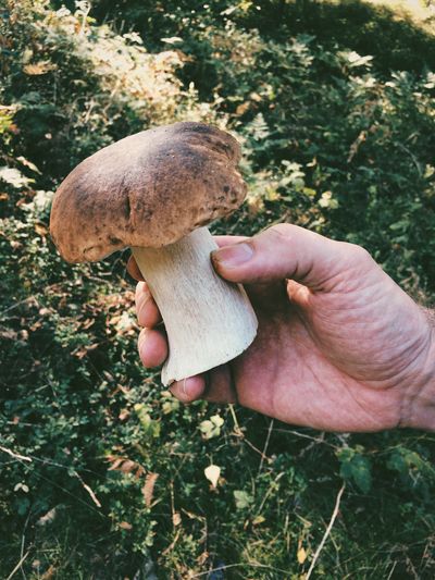 Cropped image of person holding mushroom against plants
