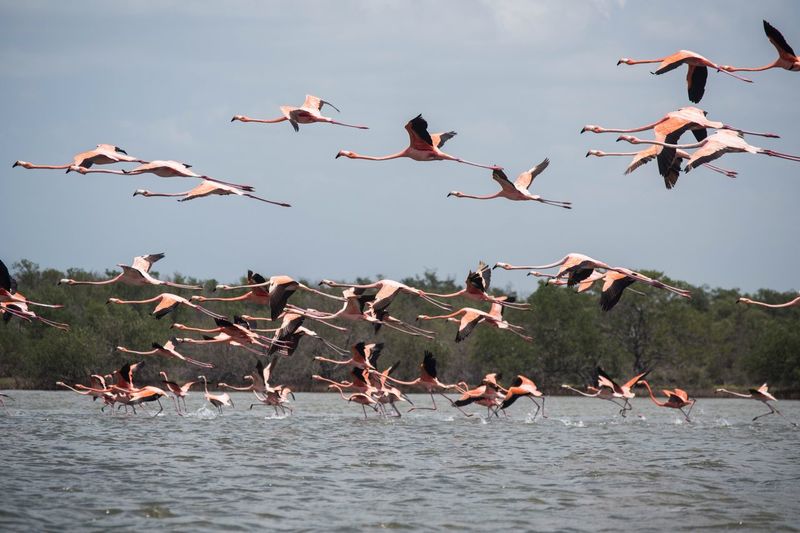 Flamingos flying over sea against sky