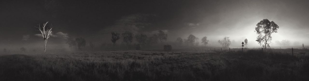 View of trees on field in foggy weather