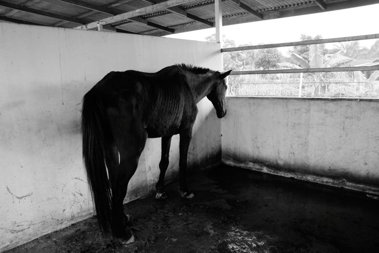 Horse standing in stable